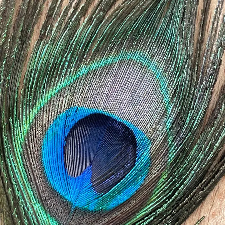 Peacock Feathers