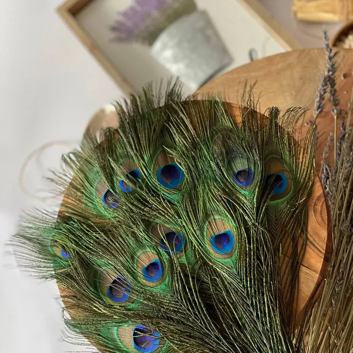 Peacock Feathers