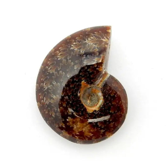 Ammonite Whole Polished Fossil