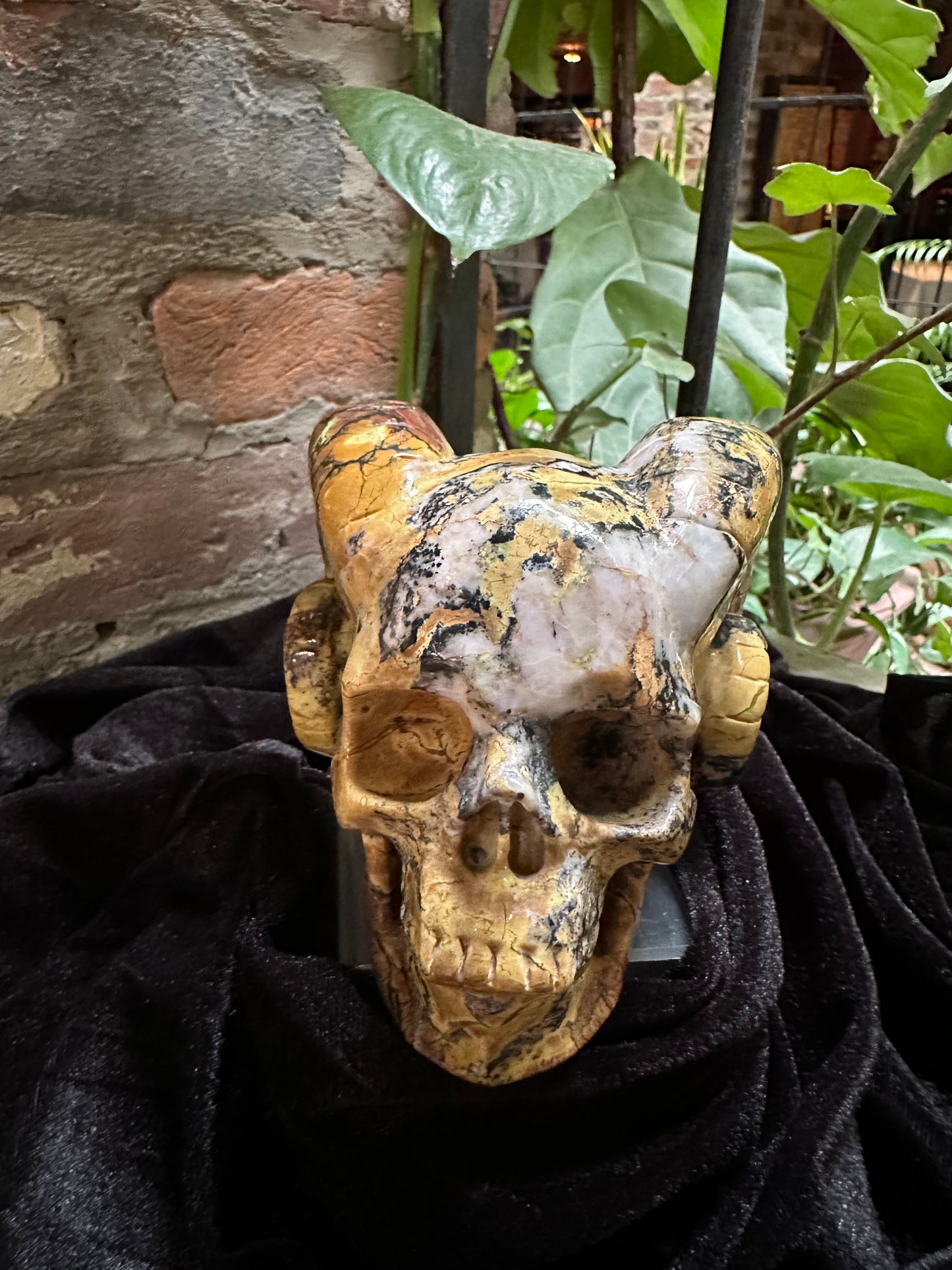 Horned Hiso Jasper Skull