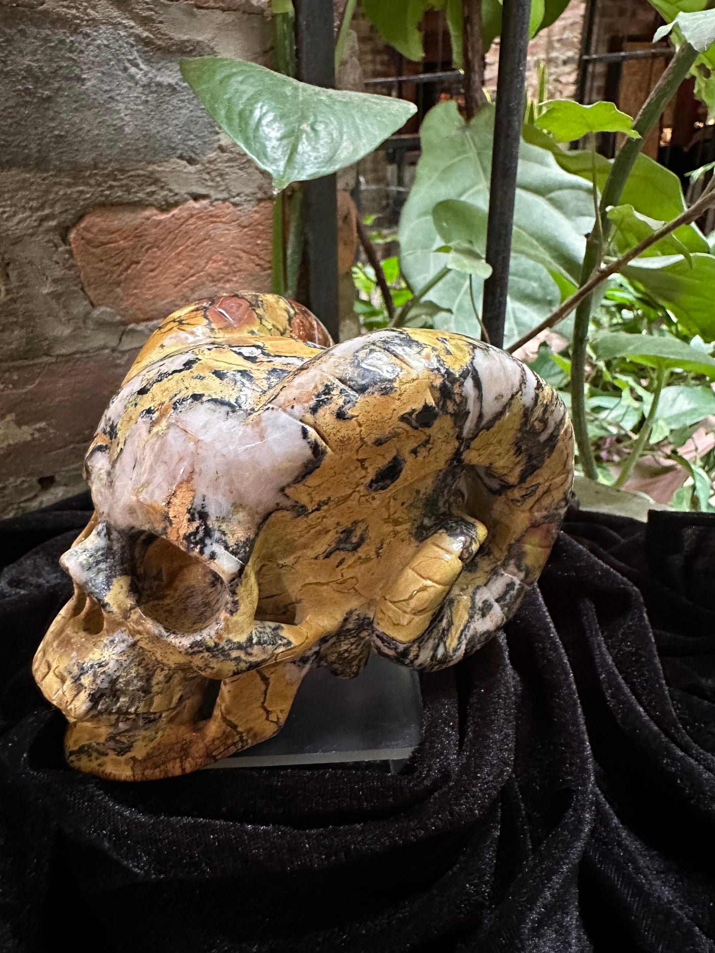 Horned Hiso Jasper Skull