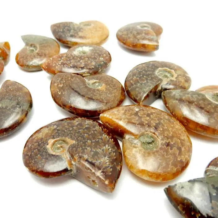 Ammonite Whole Polished Fossil
