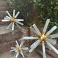 Selenite Novastar